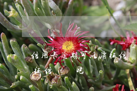 信用卡逾期可以消征信嗎 信用卡逾期可以消征信嗎貼吧