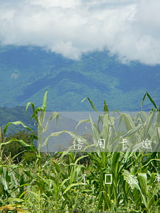 信用卡逾期可以生2胎嗎(信用卡逾期兩期還了還能用嗎)