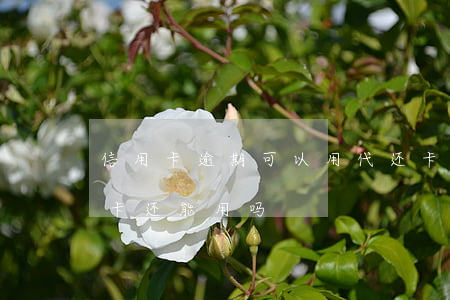 信用卡逾期可以用代还卡不(逾期还款的信用卡还能用吗)