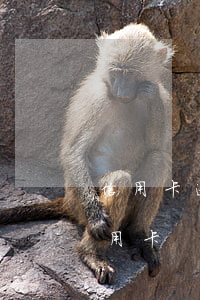 信用卡逾期可以用拉卡拉吗(拉卡拉不能刷信用卡)