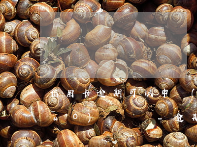 信用卡逾期可以申請(qǐng)外國(guó)簽證嗎-逾期還可以申請(qǐng)信用卡嗎