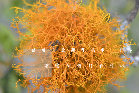 信用卡逾期可以申請(qǐng)花唄嗎(花唄有逾期信用卡可以辦嗎)