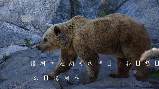 信用卡逾期可以申請小花錢包嗎(小花錢包怎么還信用卡)