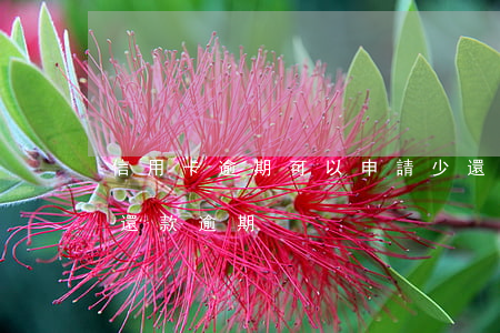 信用卡逾期可以申請少還利息嗎(信用卡 最低還款 逾期)