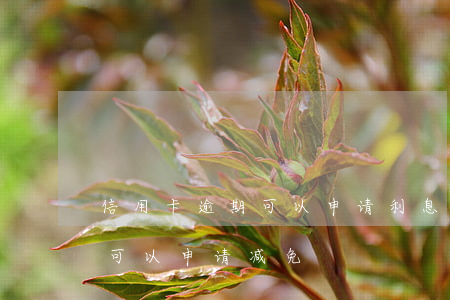 信用卡逾期可以申请利息减免(逾期产生利息可以申请减免)