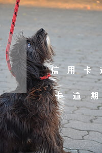 信用卡逾期可以當(dāng)股東么(信用卡逾期還會有利息嗎)