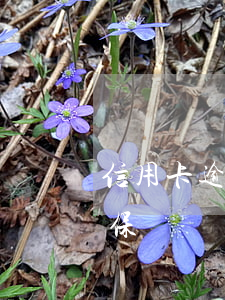 信用卡逾期可以社保貸嗎(信用卡逾期可以社保貸嗎)