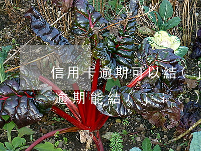 信用卡逾期可以結(jié)婚嗎(欠信用卡逾期能結(jié)婚嗎)