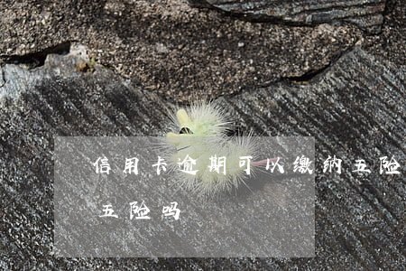 信用卡逾期可以缴纳五险吗(征信逾期可以交五险吗)