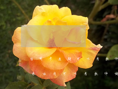 信用卡逾期可以考教师资格证吗（信用卡逾期未结清可以考教师编吗）