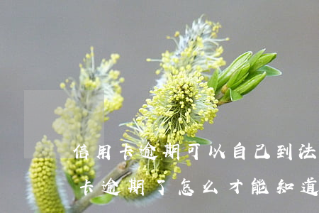 信用卡逾期可以自己到法院起訴嗎-欠信用卡逾期了,怎么才能知道被起訴了