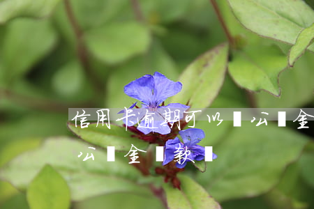 信用卡逾期可以貸公積金(信用卡逾期可以用公積金貸款嗎)