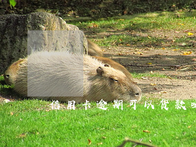 信用卡逾期可以货款吗(有信用卡逾期的吗?)