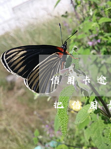 信用卡逾期可以跟商貸還清嗎(貸款買房需要把信用卡還清嗎)