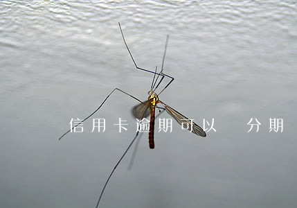 信用卡逾期可以辦分期嗎(信用卡逾期能分期嗎)