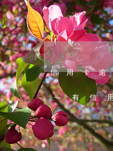 信用卡逾期可以辦理個(gè)人公積金嗎-有信用卡逾期可以申請(qǐng)公積金貸款嗎
