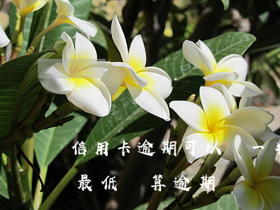 信用卡逾期可以還一半嗎(信用卡逾期后還了最低還算逾期嗎)
