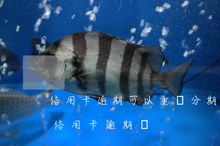 信用卡逾期可以重組分期嗎(分期卡逾期屬于信用卡逾期嗎)
