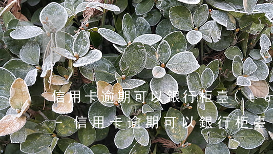 信用卡逾期可以銀行柜臺(tái)還款嗎-信用卡逾期可以銀行柜臺(tái)還款嗎怎么還