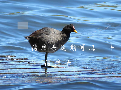 信用卡逾期可以錄音嗎(有逾期記錄多久可以辦信用卡)