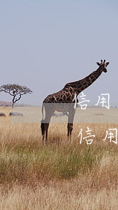 信用卡逾期可以開(kāi)拼多多店鋪嗎(信用卡逾期可以開(kāi)拼多多店鋪嗎)