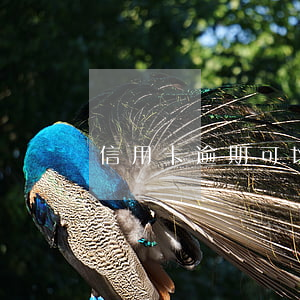 信用卡逾期可以開戶(逾期可以辦信用卡嗎)