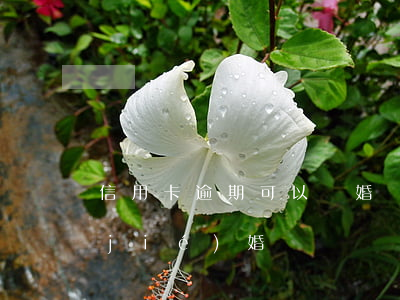 信用卡逾期可以離婚嗎(欠信用卡逾期能結(jié)婚嗎)