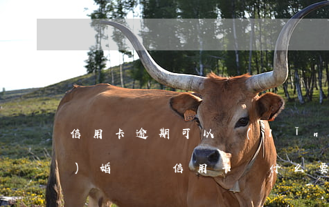 信用卡逾期可以領(lǐng)結(jié)婚證(辦信用卡為什么要結(jié)婚證)
