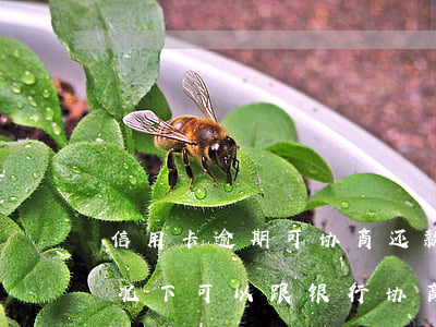 信用卡逾期可协商还款吗(信用卡逾期什么情况下可以跟银行协商还款)
