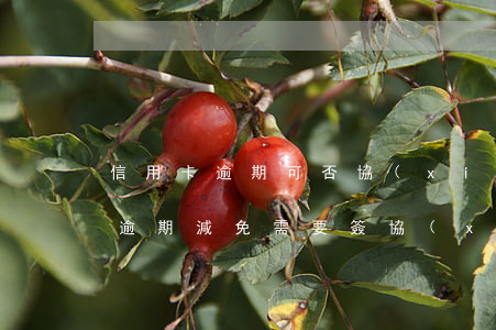 信用卡逾期可否協(xié)商免息(信用卡逾期減免需要簽協(xié)議嗎)