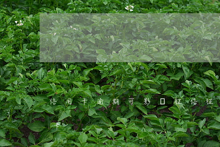 信用卡逾期可影響征信(征信有逾期影響信用卡)