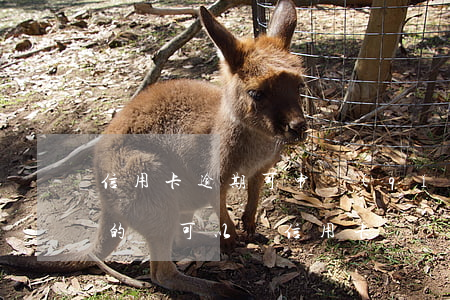 信用卡逾期可申請(qǐng)嗎(信用逾期的還可以辦信用卡嗎?)