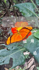 信用卡逾期可辦執(zhí)照嗎貼吧 信用卡逾期可辦執(zhí)照嗎貼吧