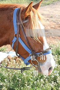 信用卡逾期合理還款計(jì)劃(信用卡逾期還款失敗退回)