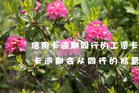 信用卡逾期同行的工资卡会扣吗(同行的信用卡逾期会从同行的储蓄卡直接扣掉吗)