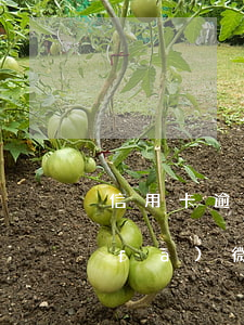 信用卡逾期同行的微信(信用卡逾期銀行發(fā)微信信息恐嚇)