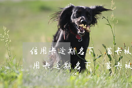 信用卡逾期名下儲蓄卡被凍結(jié)(信用卡逾期名下儲蓄卡被凍結(jié))