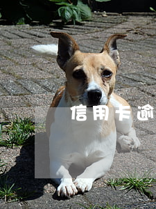 信用卡逾期名下房子会被拍卖吗