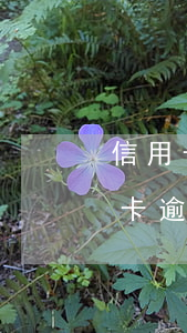 信用卡逾期名下按揭房(名下有一套房子信用卡逾期)