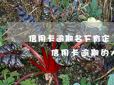 信用卡逾期名下有企業(yè)(銀行有專門負責信用卡逾期的人嗎)