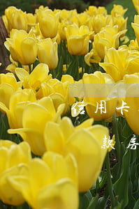 信用卡逾期名下有貸款房(信用卡逾期名下有貸款房)