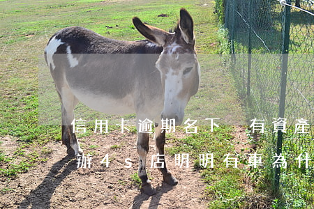 信用卡逾期名下沒有資產(chǎn)怎么辦(4s店明明有車為什么還要等)