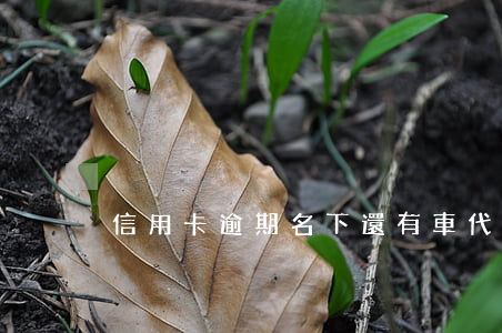 信用卡逾期名下還有車代怎么辦