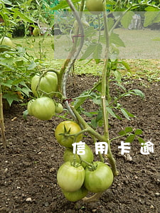 信用卡逾期后一周