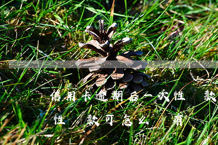 信用卡逾期后一次性還款(信用卡逾期后一次性還款可怎么還有賬單提醒)