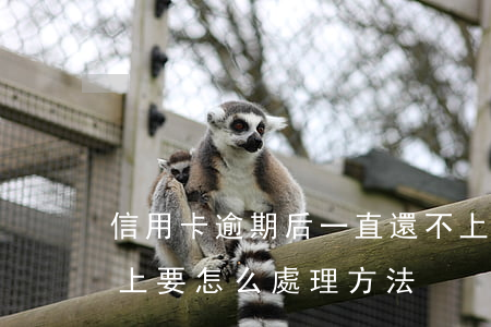 信用卡逾期后一直還不上(信用卡逾期了還不上要怎么處理方法)