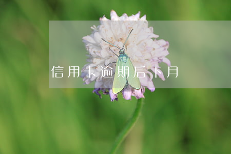 信用卡逾期后下月賬單變化