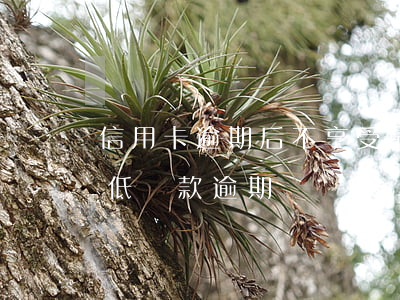信用卡逾期后不享受最低還款嗎-信用卡 最低還款 逾期