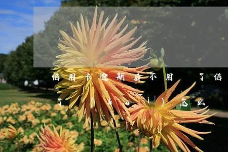 信用卡逾期后不用還了(信用卡逾期后不用還了會(huì)怎么樣)