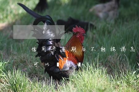 信用卡逾期后不能按揭怎么辦(有信用卡逾期可以貸款嗎)